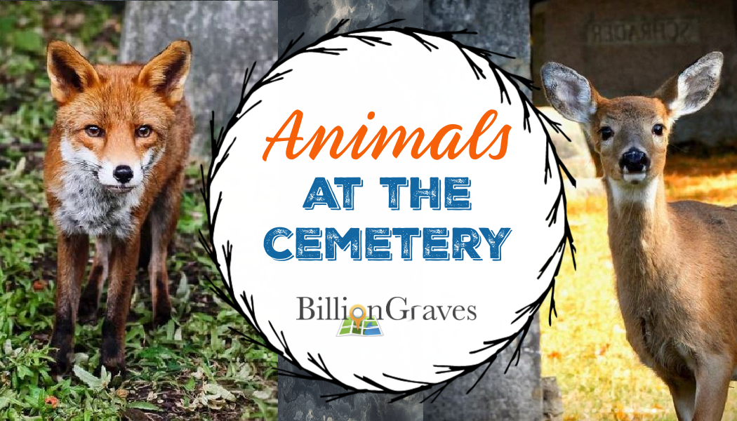 Wildlife Watching in Vienna Cemeteries